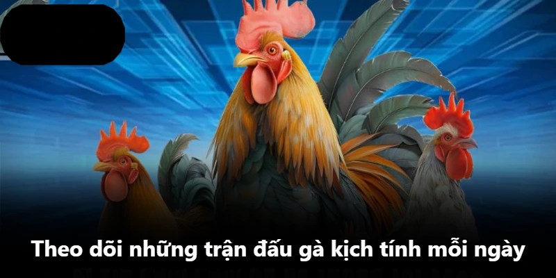 Theo dõi những trận đấu gà kịch tính mỗi ngày Theo dõi những trận đấu gà kịch tính mỗi ngày